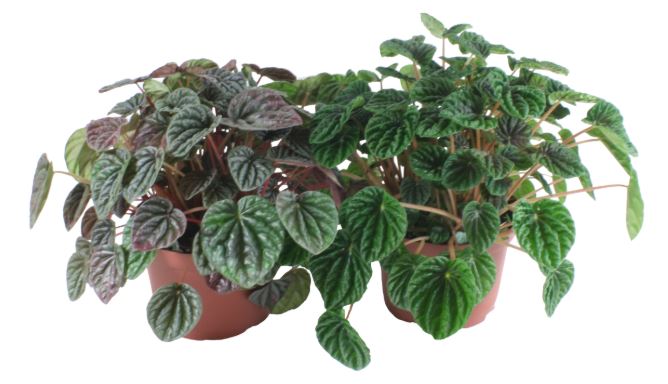 8" Peperomia Ripple Asst HB
